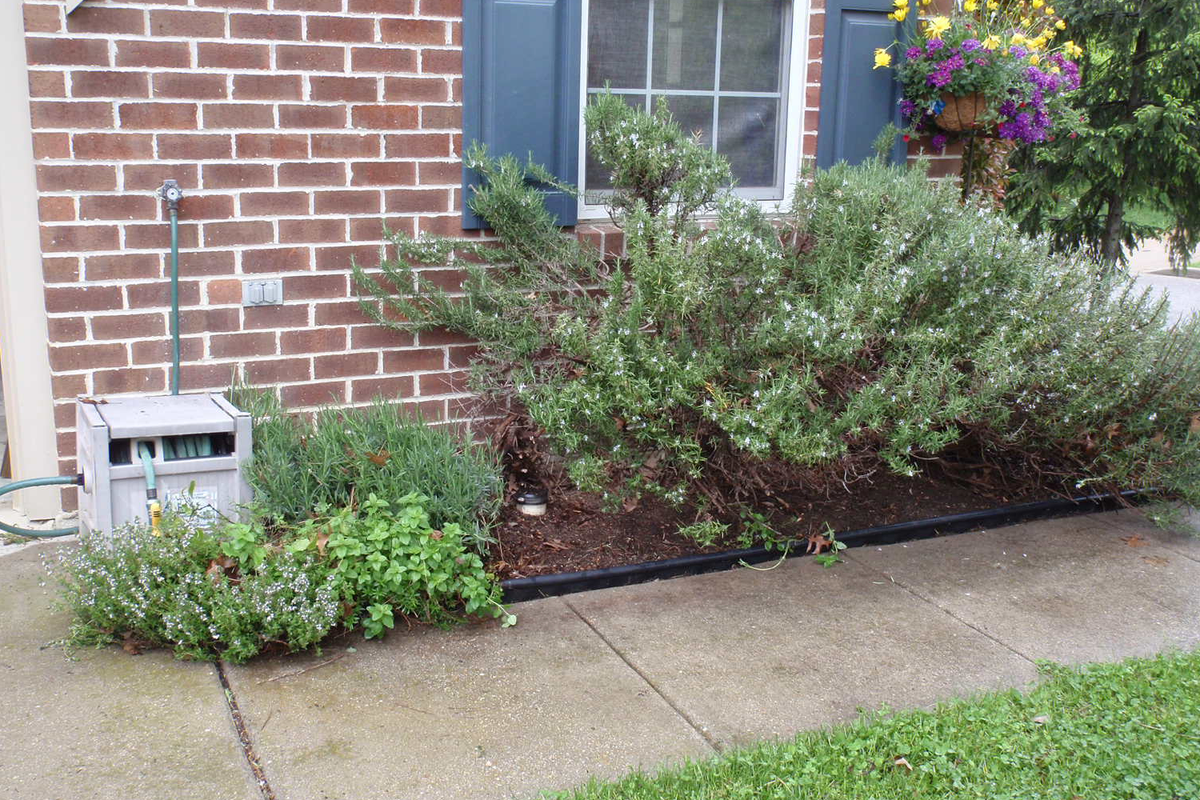 Rosemary in front of house